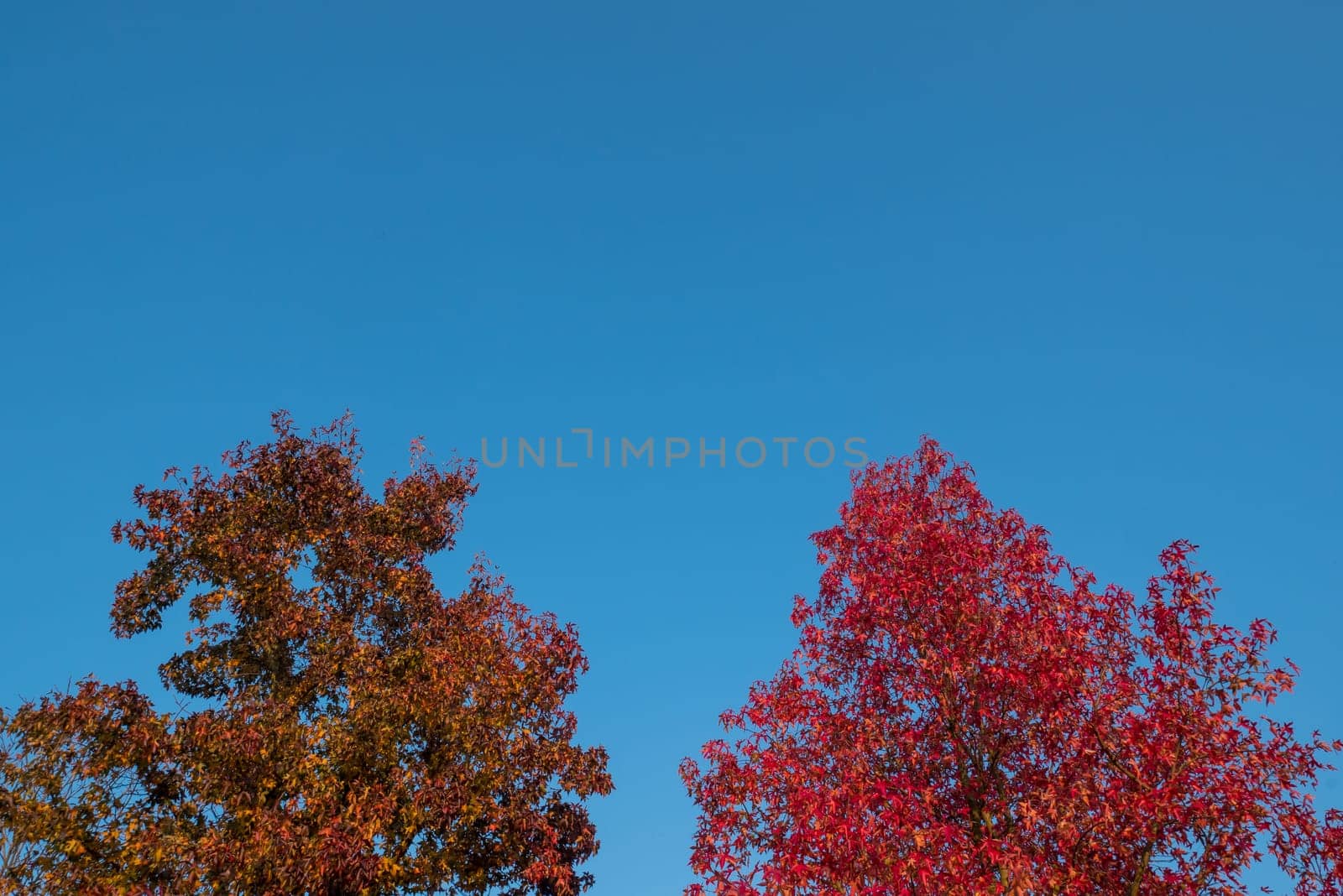 Red leaves and blue sky in autumn.