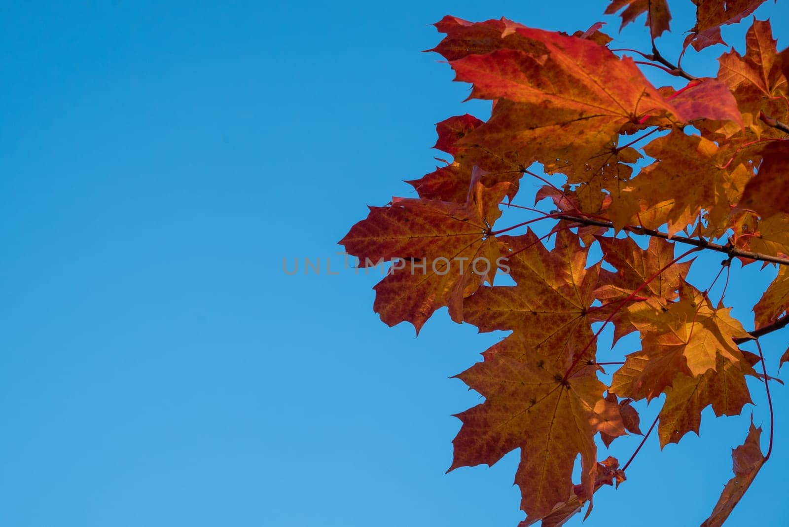 Yellow and red leaves and blue sky in autumn.
