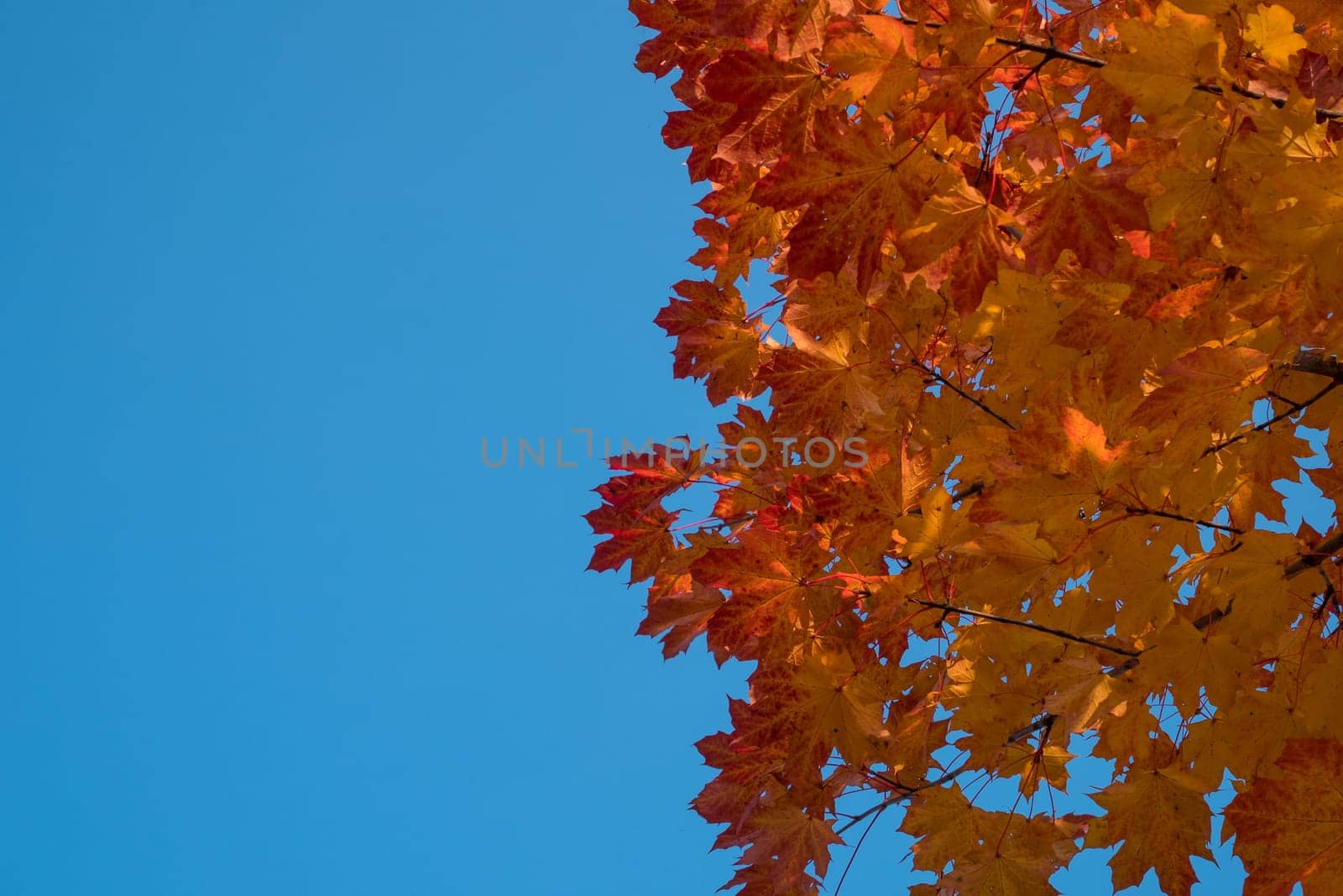 Yellow and red leaves and blue sky in autumn.