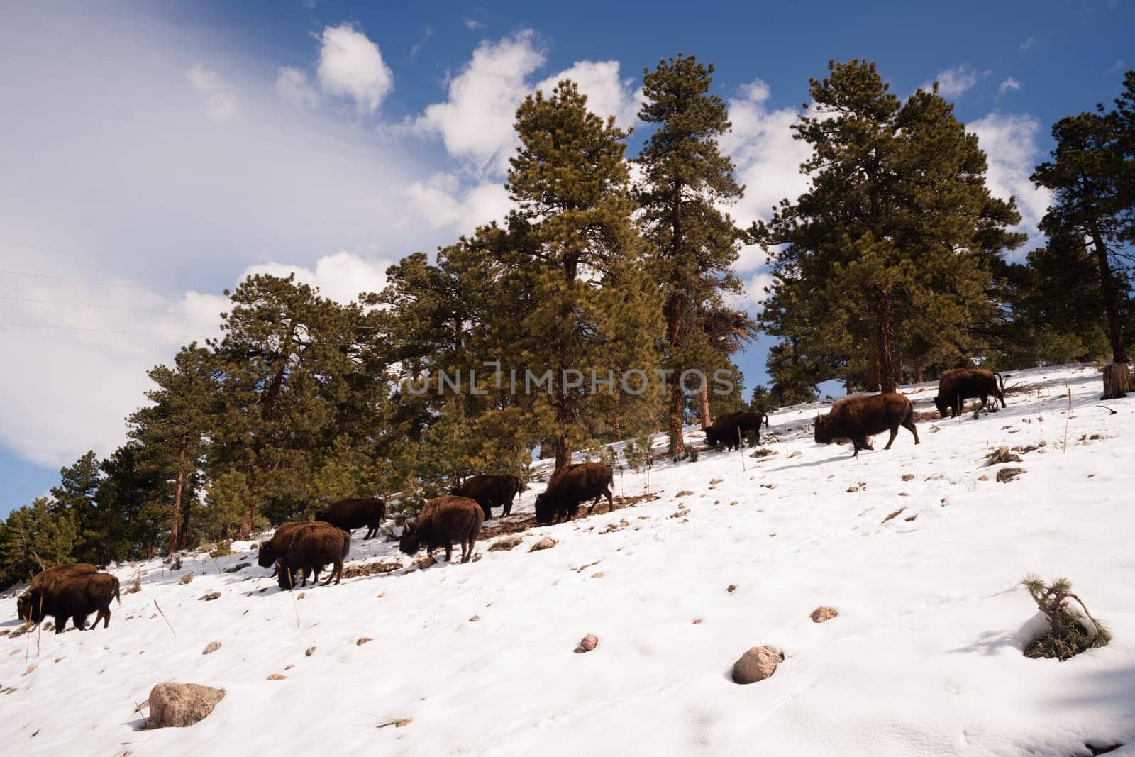 Big Buffalo roam down into the valley from up high on the hill