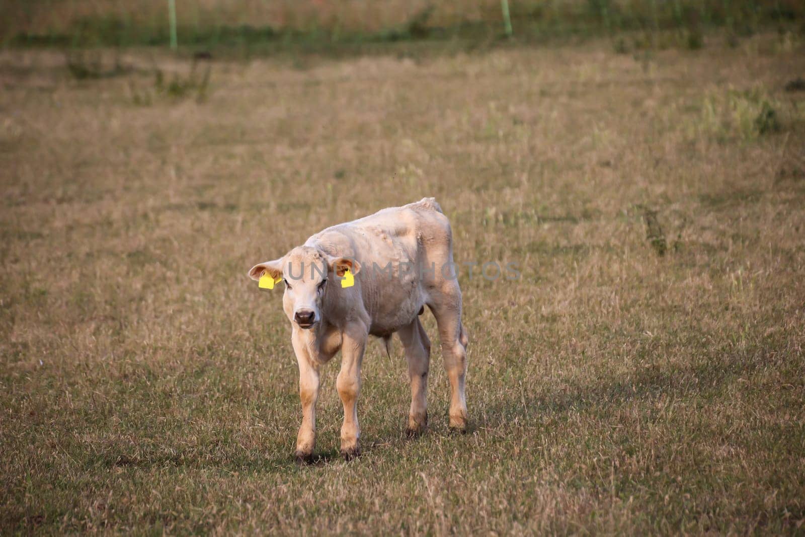 A young cow grazing in a pasture.