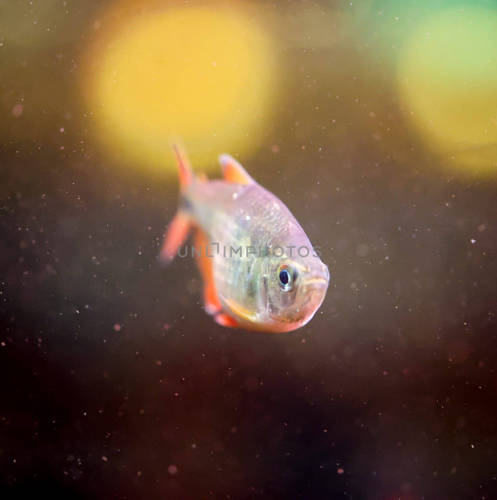 Close up of a fish in an aquarium.