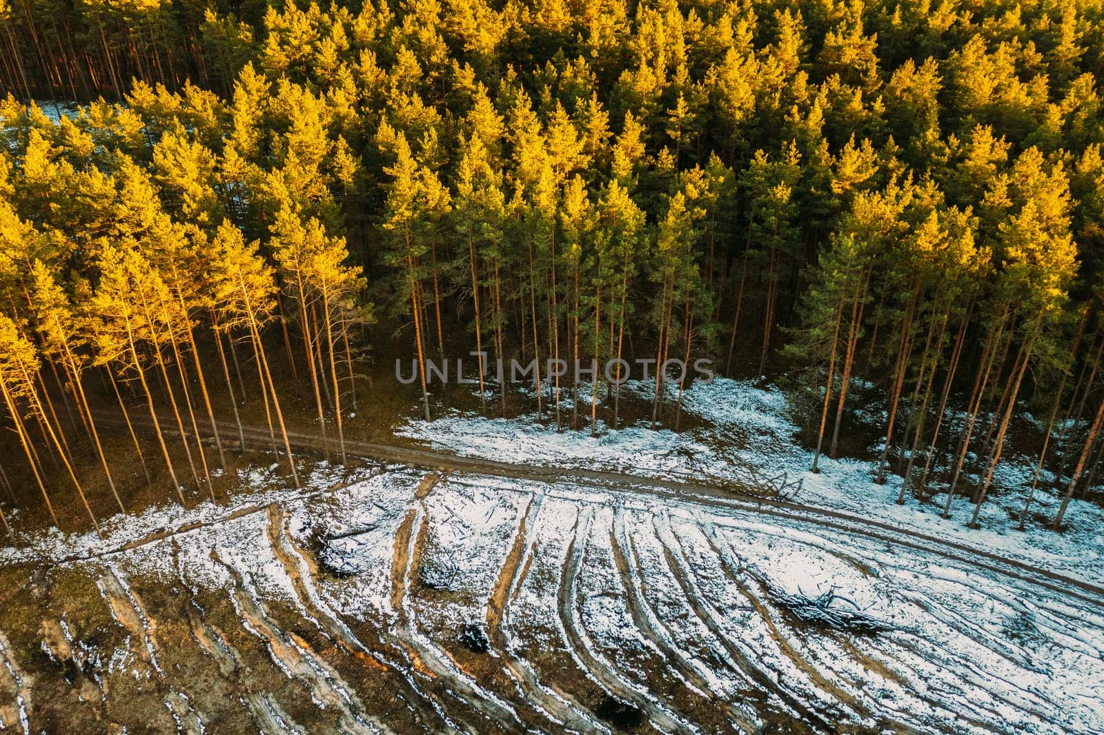 Aerial View Of Coniferous Trees Green Forest In Landscape At Early Spring. Pine Forest In Deforestation Area Landscape. Drone View. Bird's Eye View.