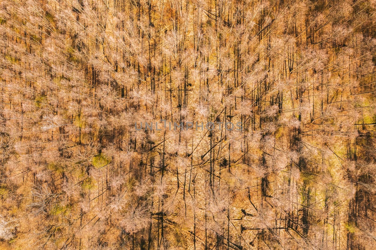 Aerial View Of Deciduous Trees Without Foliage Leaves In Landscape At Early Spring. Top Flat View From High Attitude. Natural Backdrop Background Of European Woods And Their Shadows. Drone View.