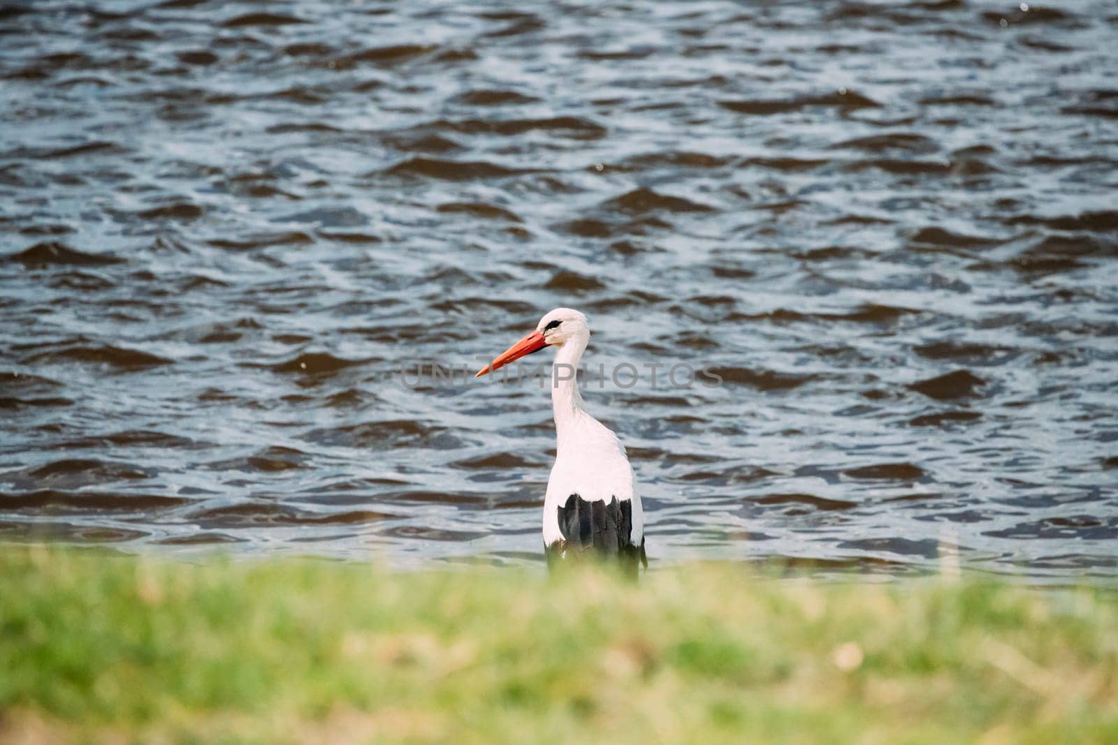 Adult European White Stork Standing Near River Or Lake.