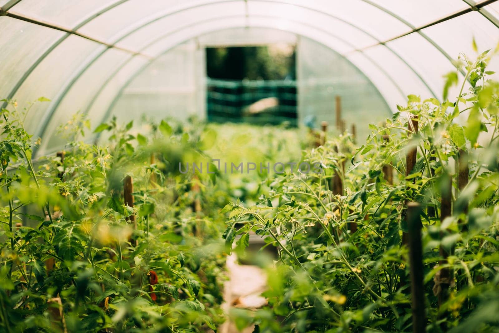 Bush Of Tomatoes Vegetables Growing In Raised Beds In Vegetable Garden Or Hothouse Or Greenhouse.