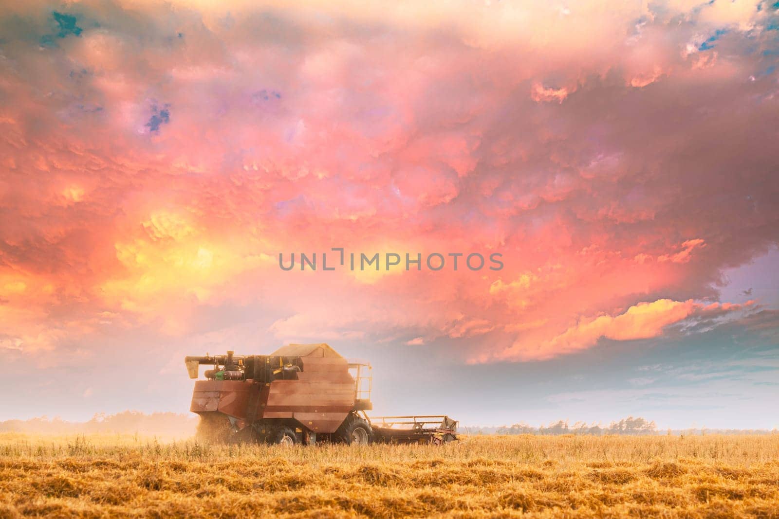 Combine Harvester Working In Field. Harvesting Of Wheat In Summer Season. Agricultural Machines Collecting Wheat Seeds.