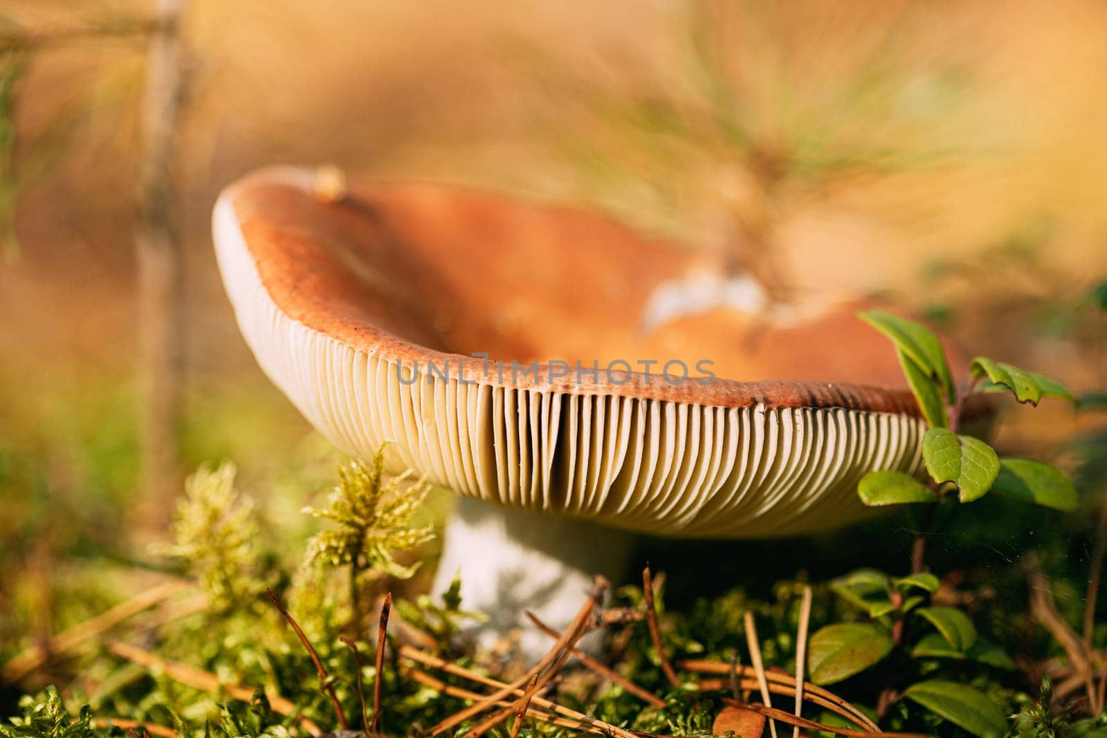 Mushroom Russula emetica - sickener, emetic russula, or vomiting russula. Autumn Forest. Conditionally edible fungus. Belarus, Europe.