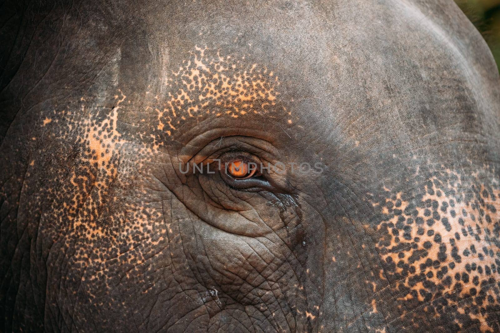 Goa, India. Close View Of Eye Of Elephant Cow.