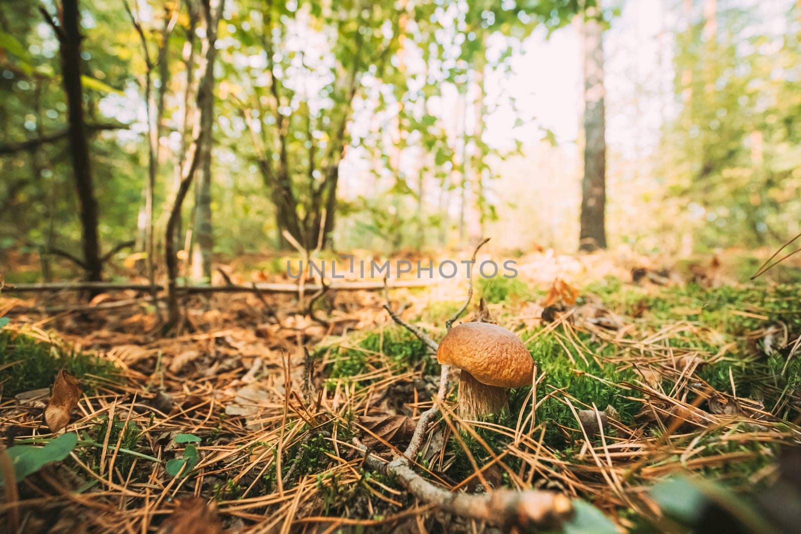 Boletus Edulis Growing Among Moss And Pine Needles In Autumn Forest.
