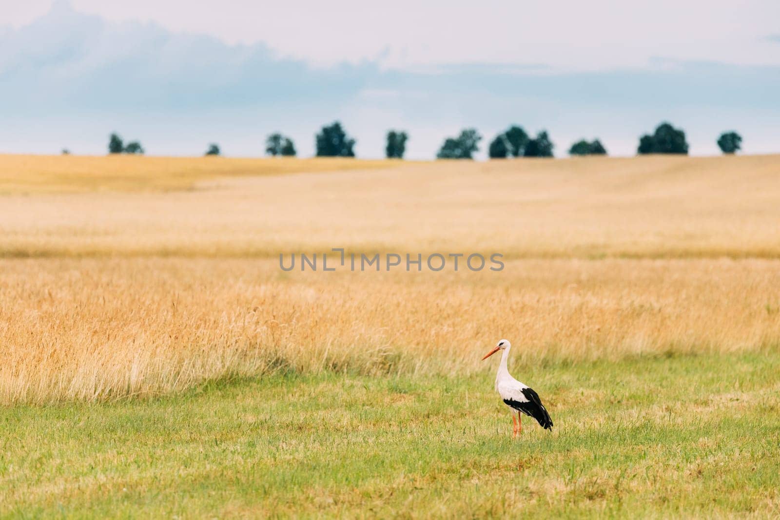 Adult European White Stork Ciconia Ciconia In Summer Field. Wild Bird In Belarus.