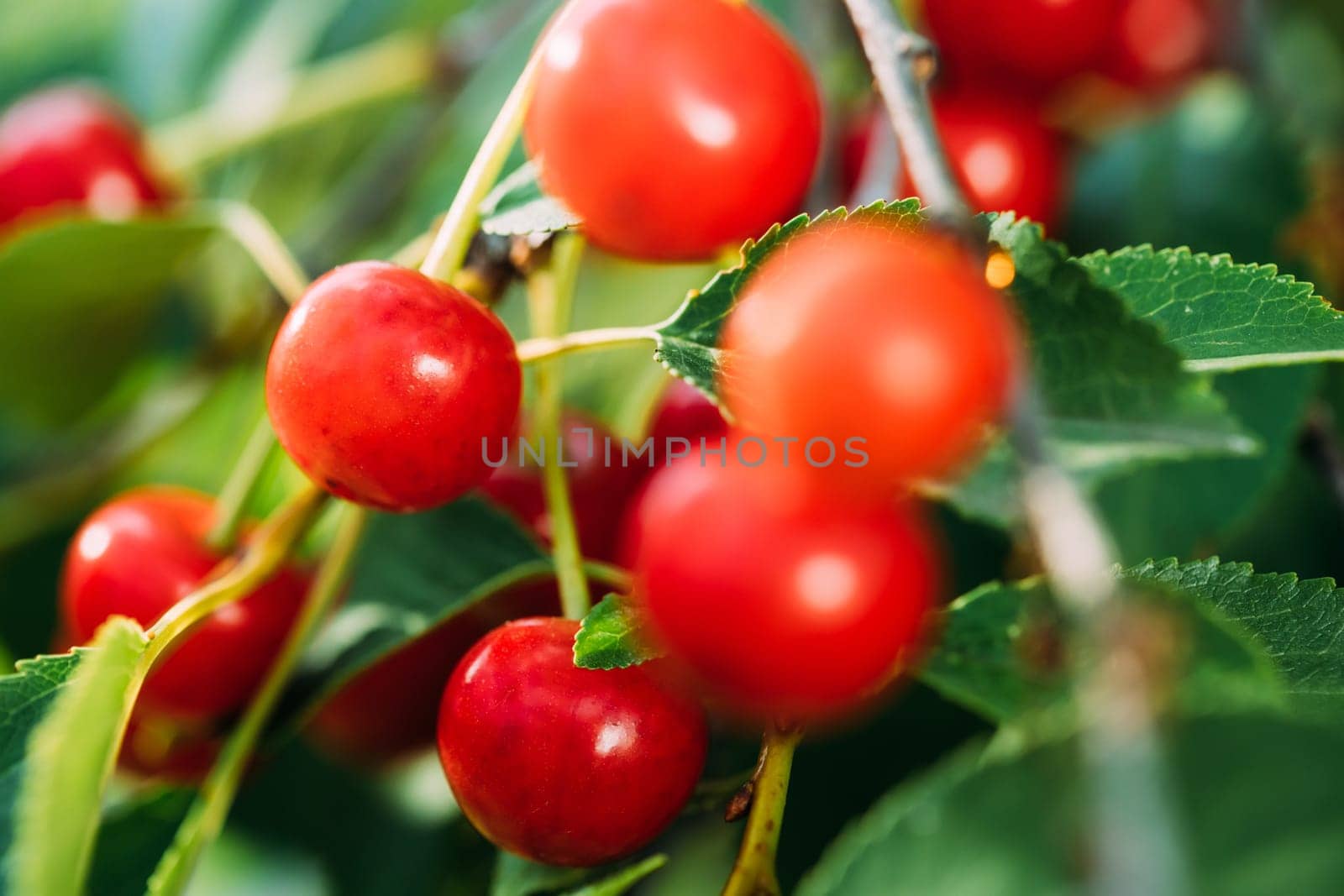 Red Ripe Berries Prunus subg. Cerasus on tree In Summer Vegetable Garden.