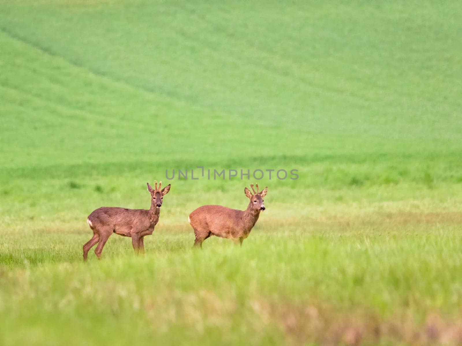 Roe deer, capreolus capreolus, grazing on meadow in summer with copy space. Roebuck feeding on grassland with space for text. Brown mammal pasturing on glade in summertime.