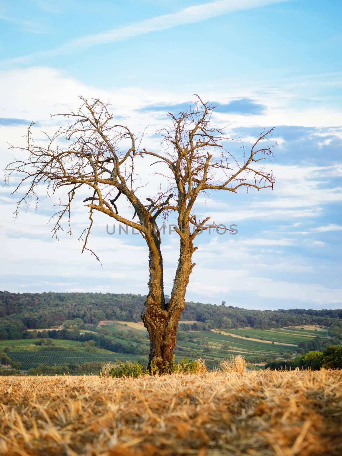 Lone tree