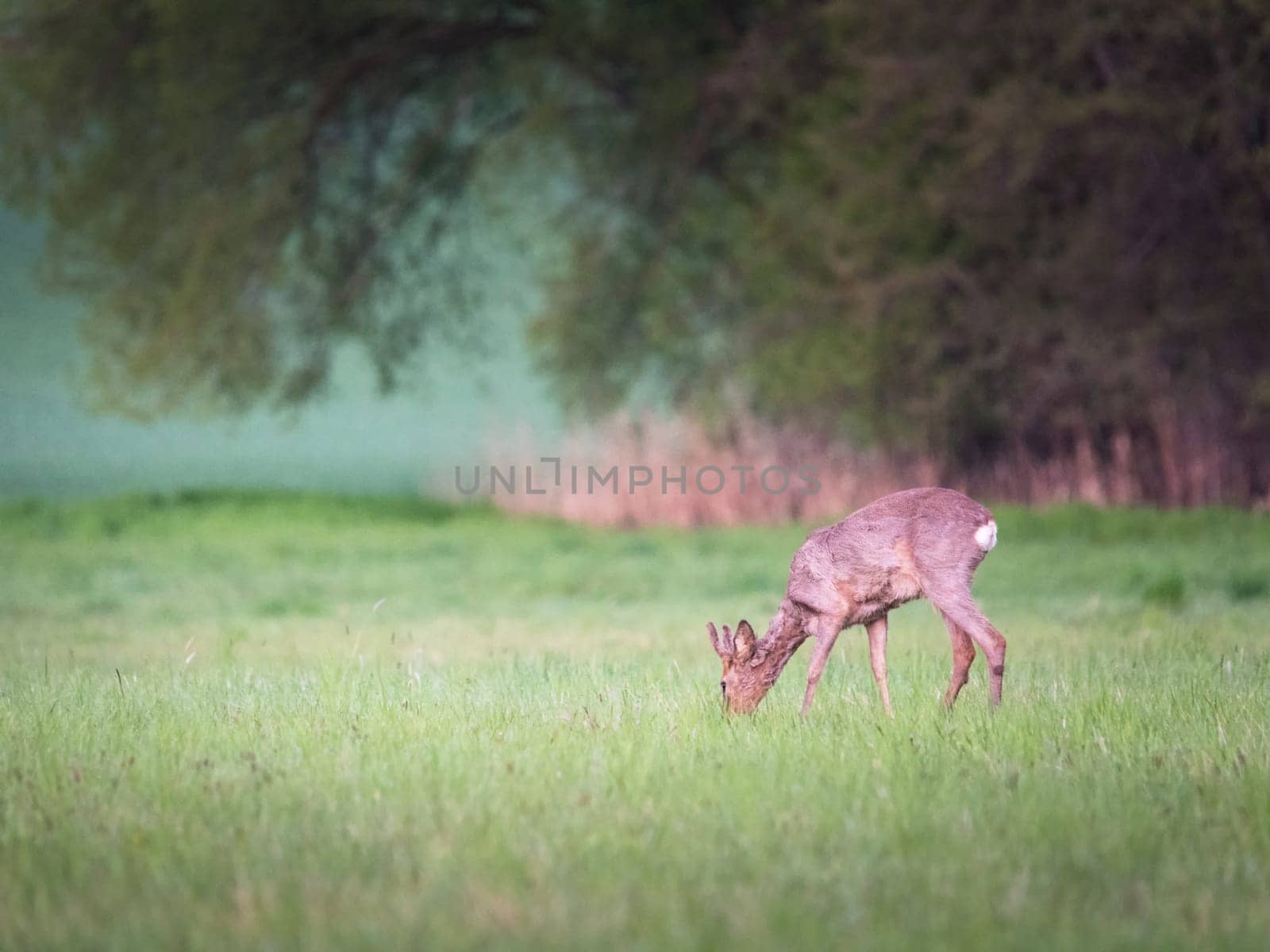 Roe deer, capreolus capreolus, grazing on meadow in summer with copy space. Roebuck feeding on grassland with space for text. Brown mammal pasturing on glade in summertime.