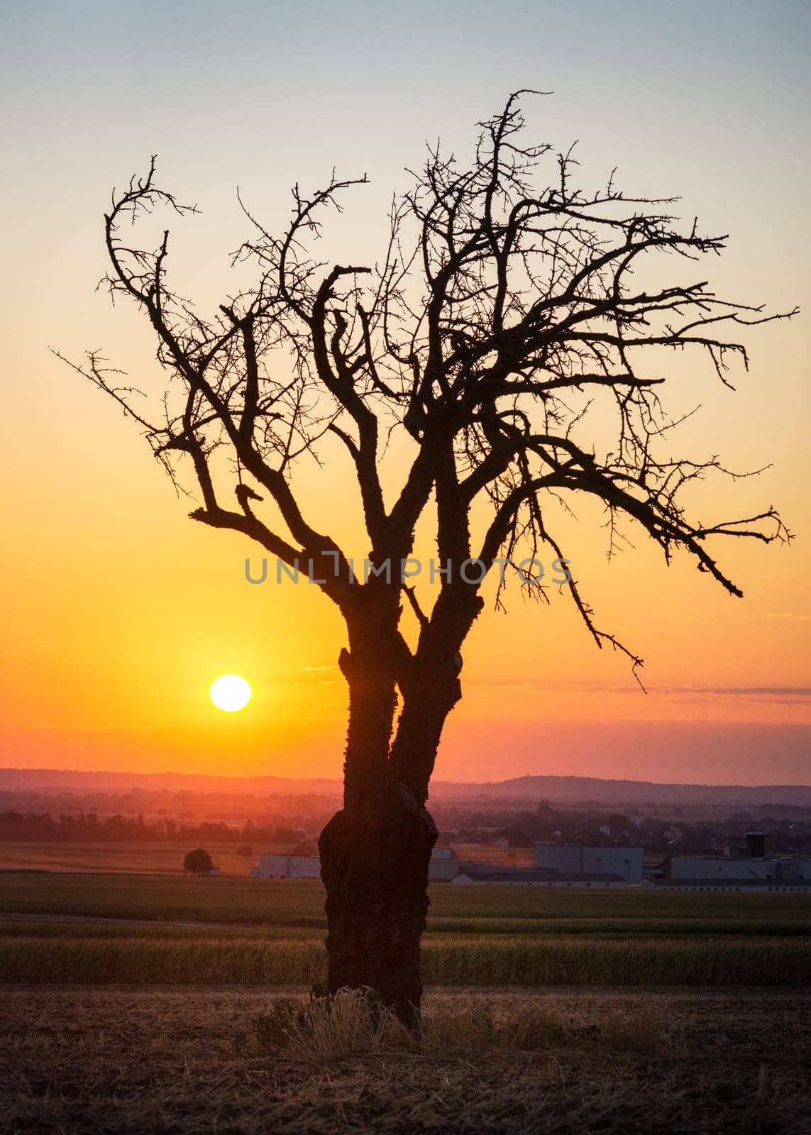 Bare tree at sunrise near lake Neusiedlersee in Burgenland