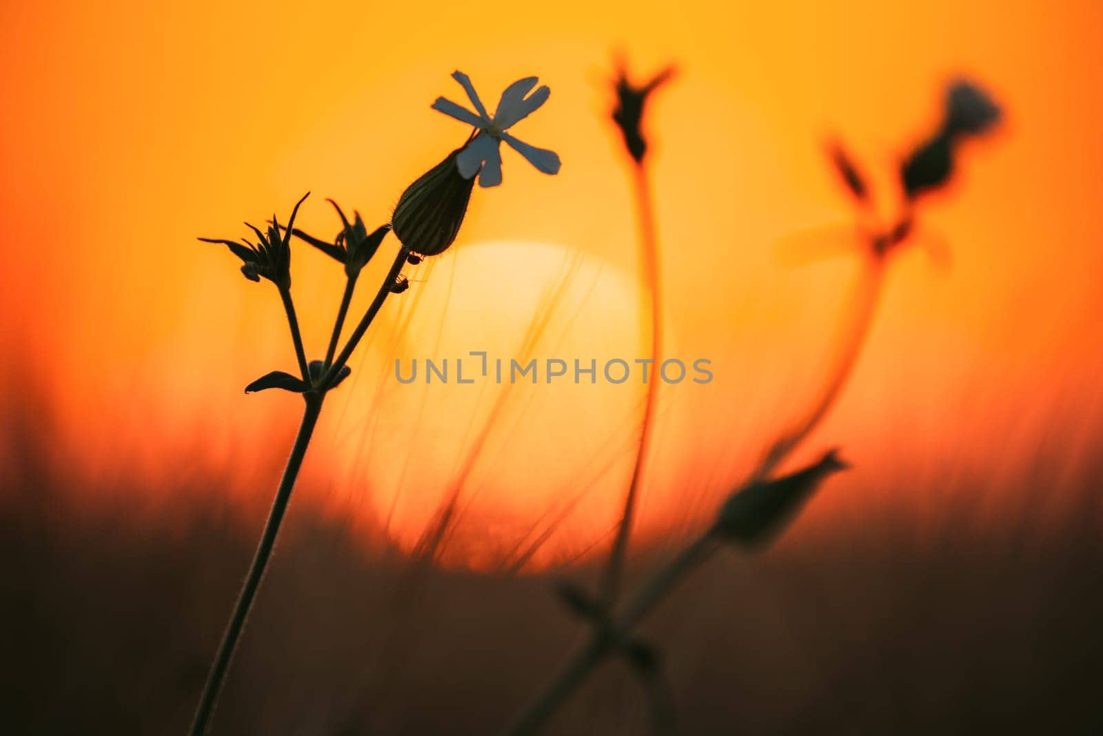 Summer Sun Shining Through Wild Flower In Meadow. Sunset Sunrise Sun. Close up.