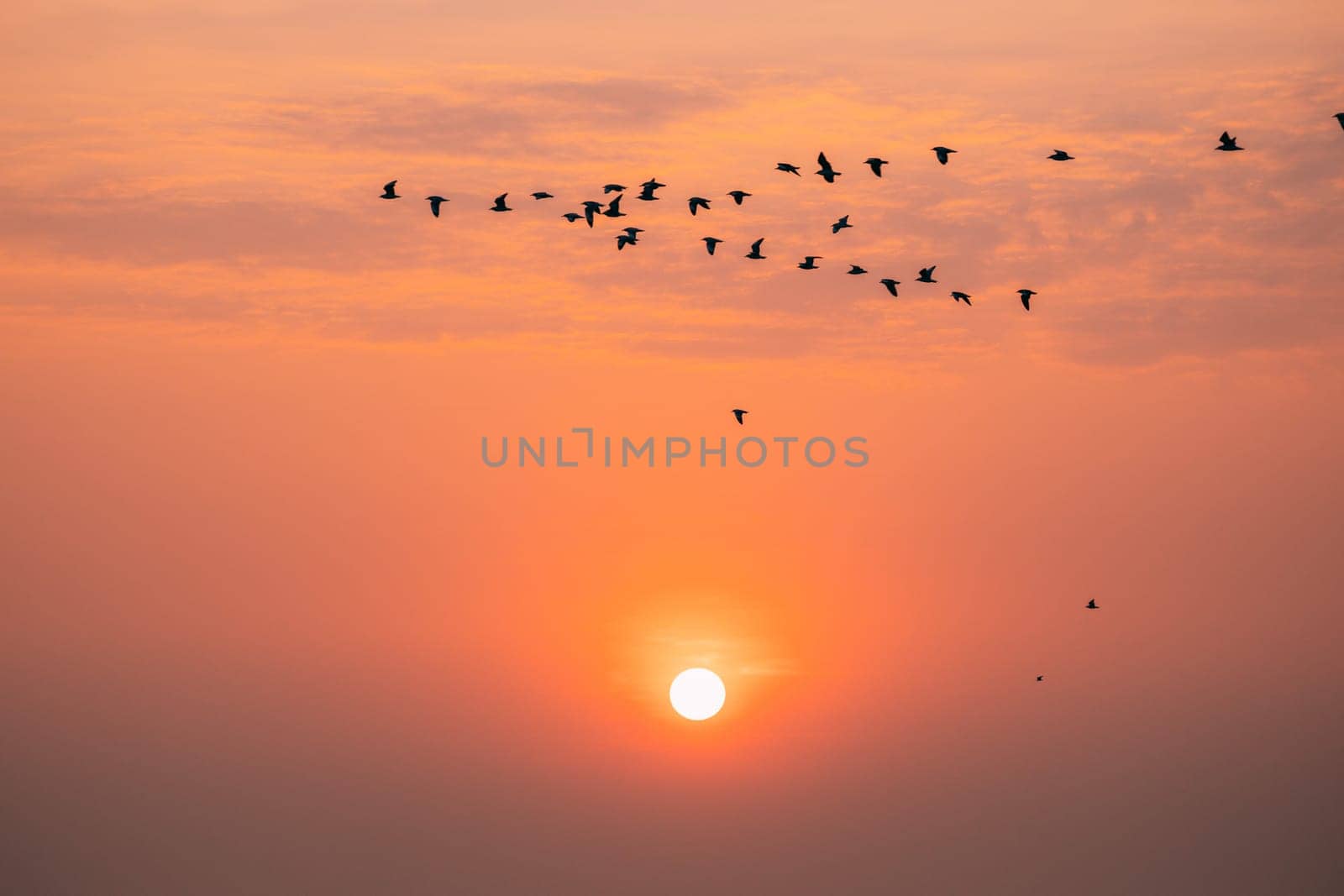 Flocks Of Wild Birds Flying In Sunset Sunrise Orange Sky. Sundown At Sunset. Natural Sunrise Sky In Warm Colors.