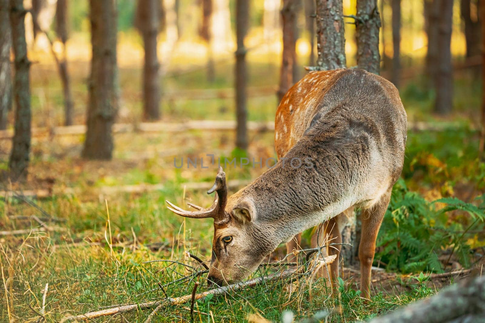 Belarus. Fallow Deer Or Dama Dama Grazes In Autumn Forest.