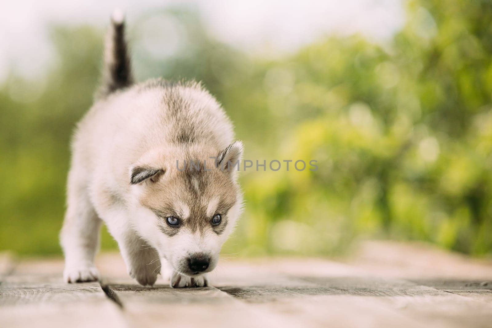 Four-week-old Husky Puppy Of White-gray Color Sitting On Wooden Ground And Licks Its Lips.