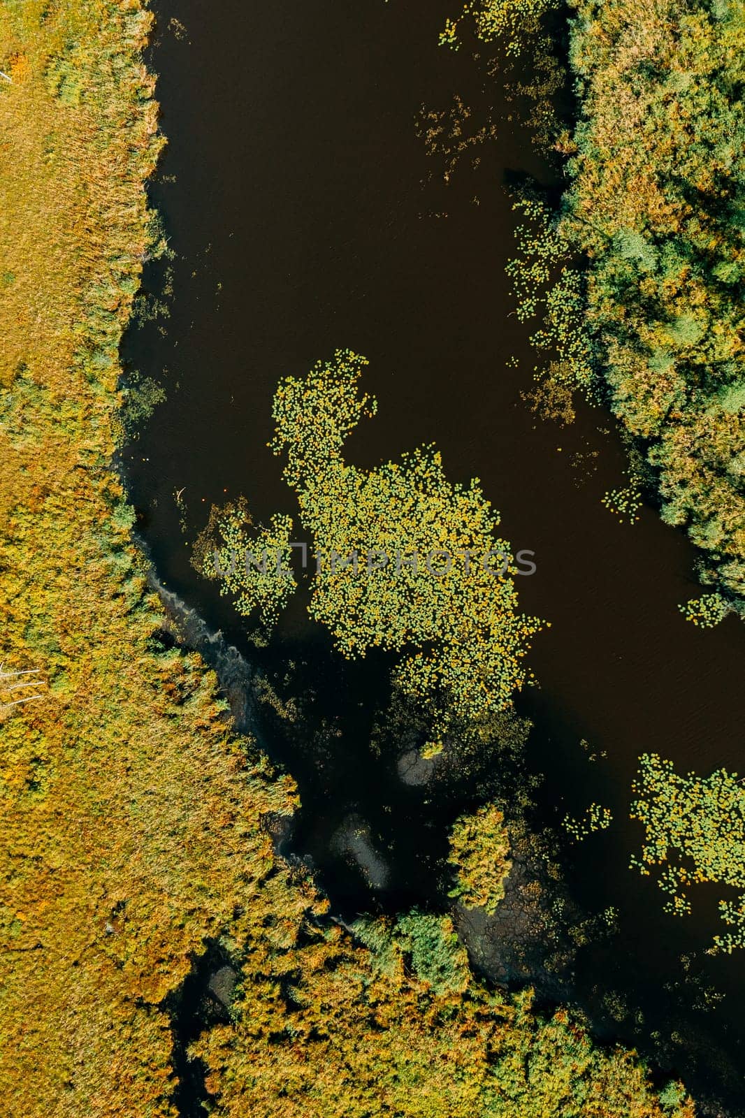 Aerial View Of Green Grass Landscape. Top View Of River Coast From High Attitude In Autumn Day. Marsh Bog. Drone View. Bird's Eye View.