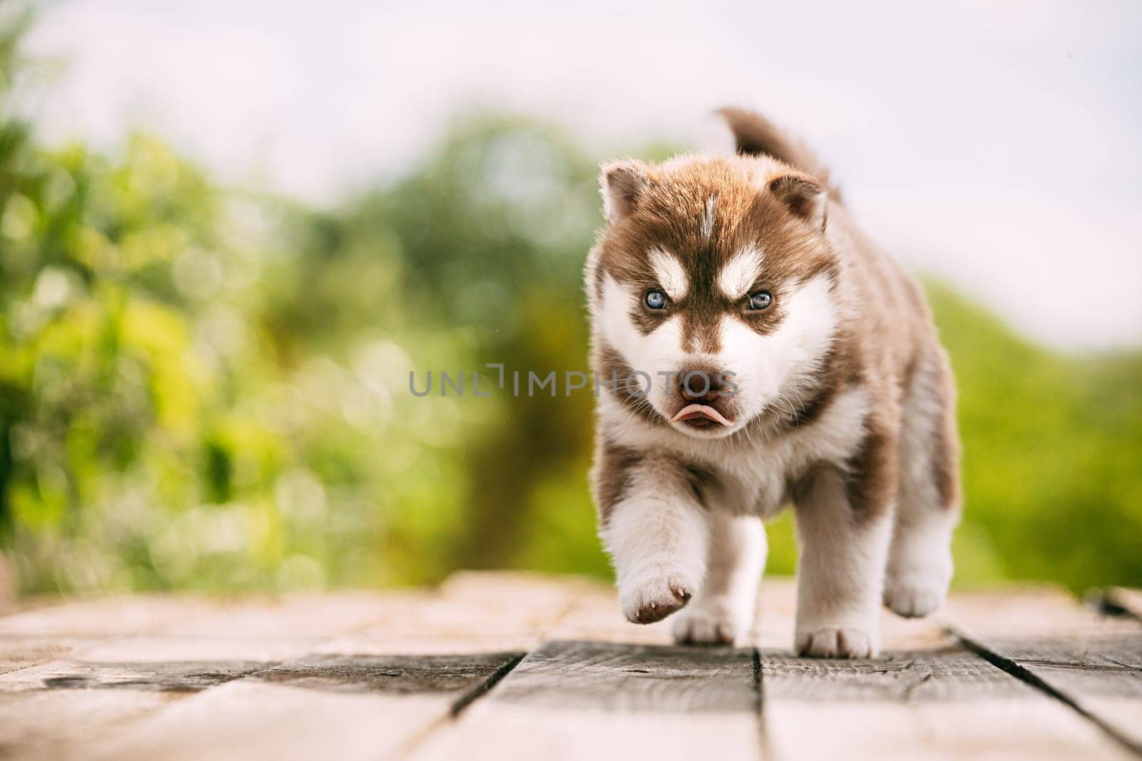 Four-week-old Husky Puppy Of White-brown Color Standing On Wooden Ground