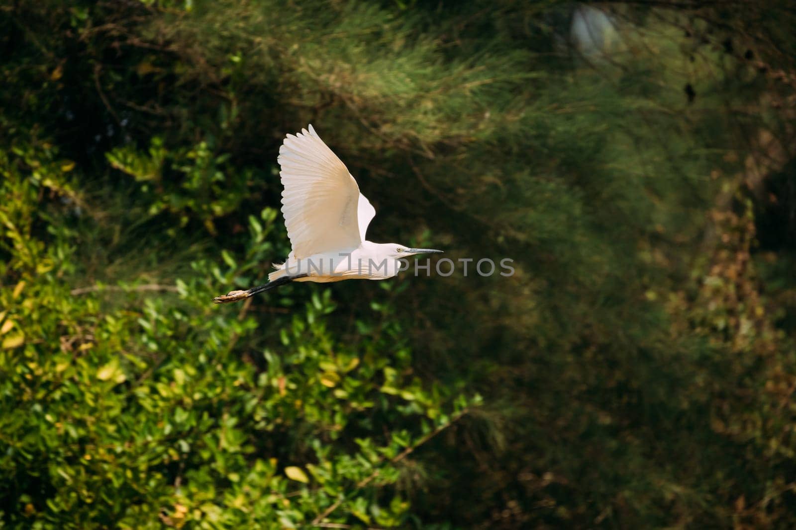 Goa, India. White Little Egret Flying On Background Greenery.
