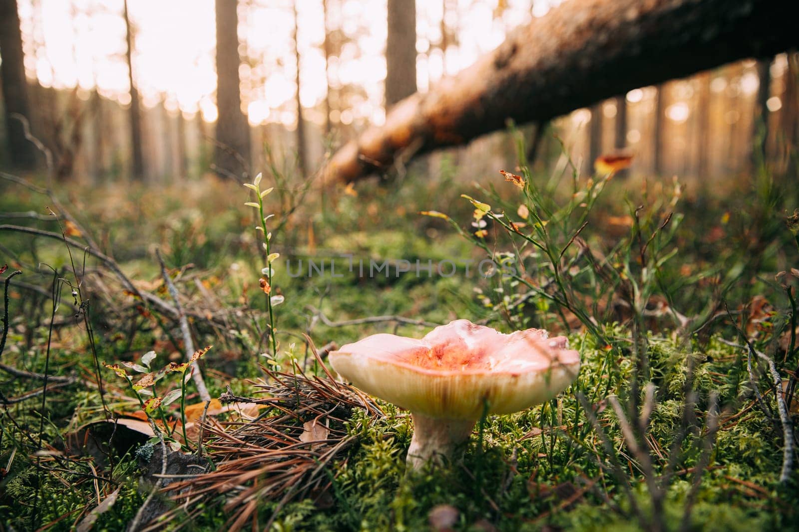 Russula Mushroom Growing Among Fallen Tree Pine In Autumn Forest.