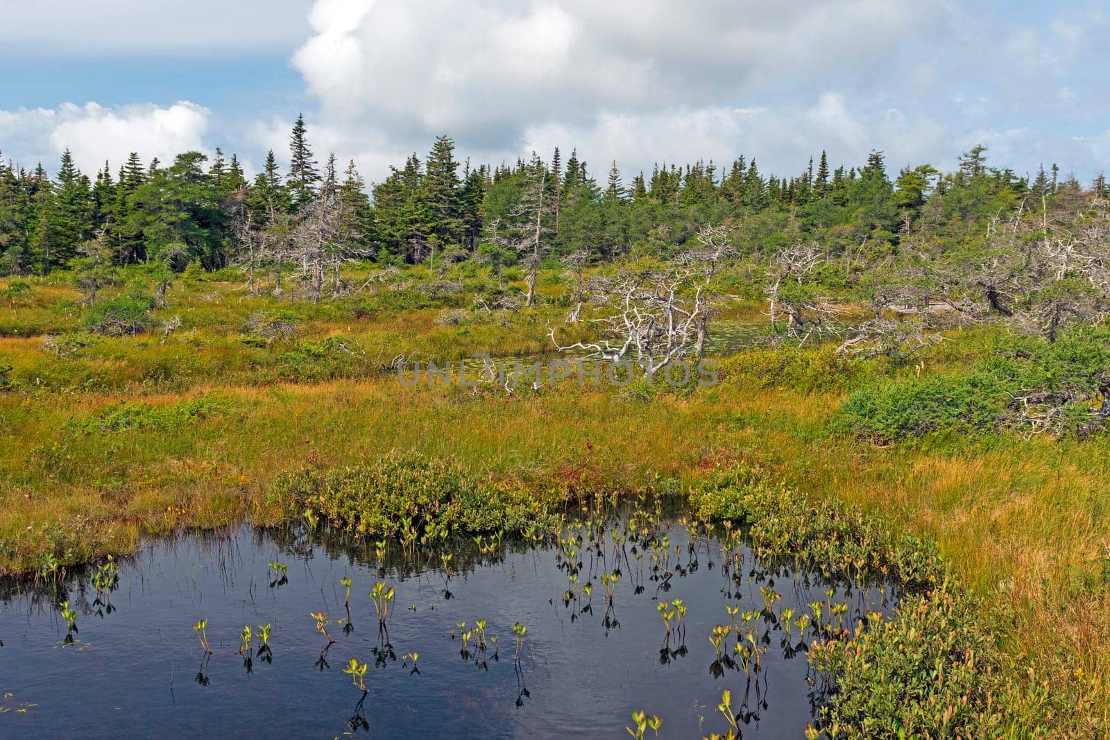 A Highland Plateau Bog in the Sun in Cape Breton Highlands National Park in Nova Scotia