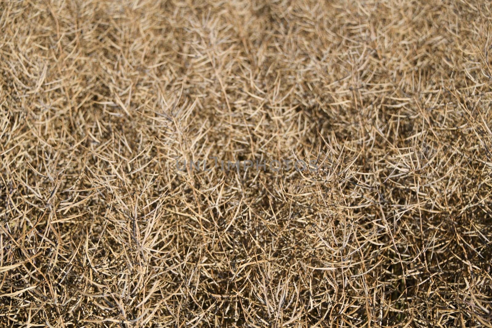 A rapeseed field shortly before harvest. Rapeseed is an energy crop and a useful crop.... Rapeseed oil,an edible oil,is produced from the plant.