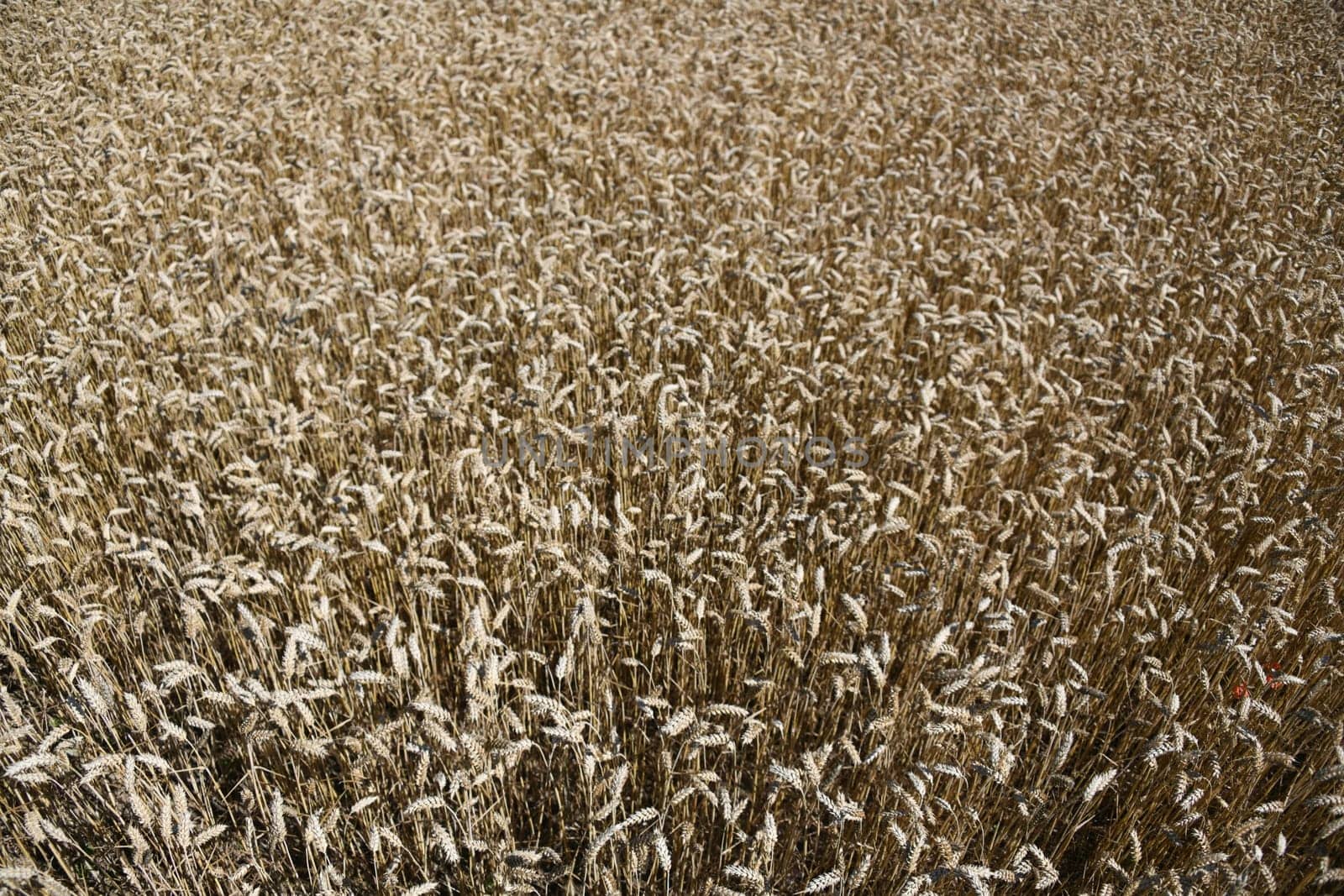 Wheat cereals make a major contribution to feeding the world's population. Wheat is a staple food. The world's largest growing areas are in Ukraine,Europe.