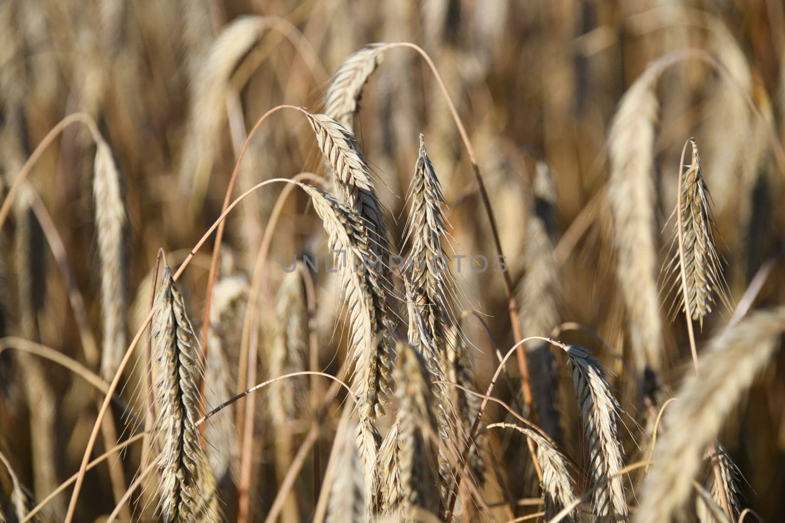 Close-up of an ear of barley. Barley grain makes a major contribution to feeding the world's population. Barley is a staple food. The largest cultivation areas are in Ukraine.