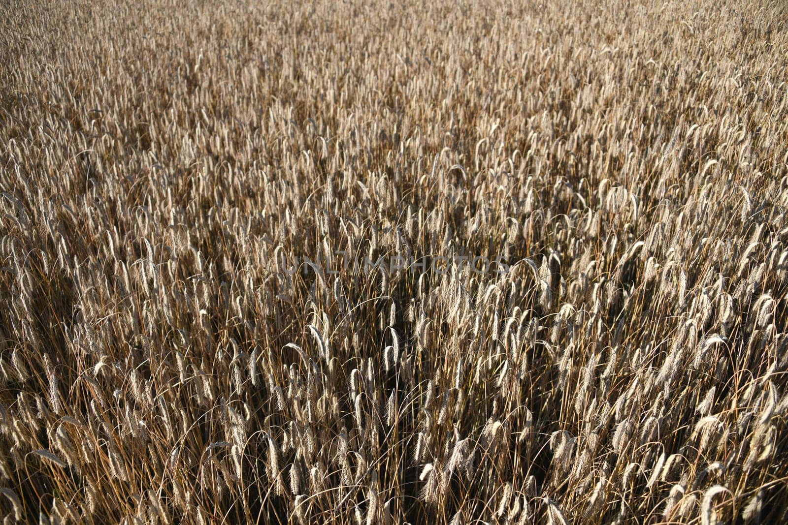 Barley cereals make a major contribution to feeding the world's population. Barley is a staple food. The world's largest growing areas are in Ukraine,Europe.