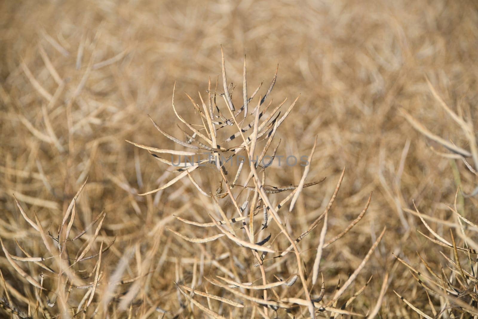 Close-up of a rapeseed fruit stand. A ripe rape field shortly before harvest. Rapeseed is an energy crop and a useful plant. Rapeseed oil,an edible oil,is produced from the plant.