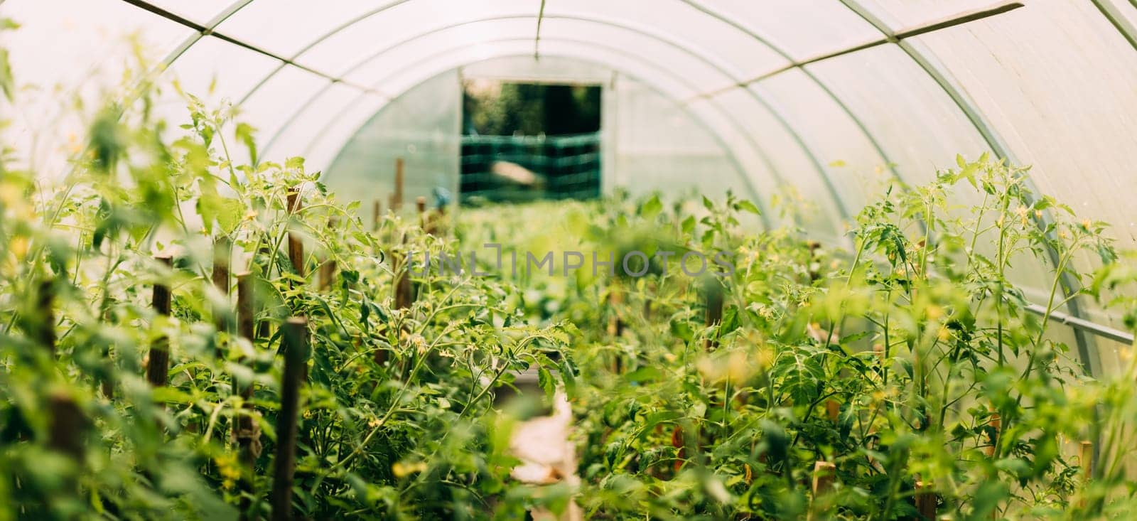 Bush Of Tomatoes Vegetables Growing In Raised Beds In Vegetable Garden Or Hothouse Or Greenhouse.
