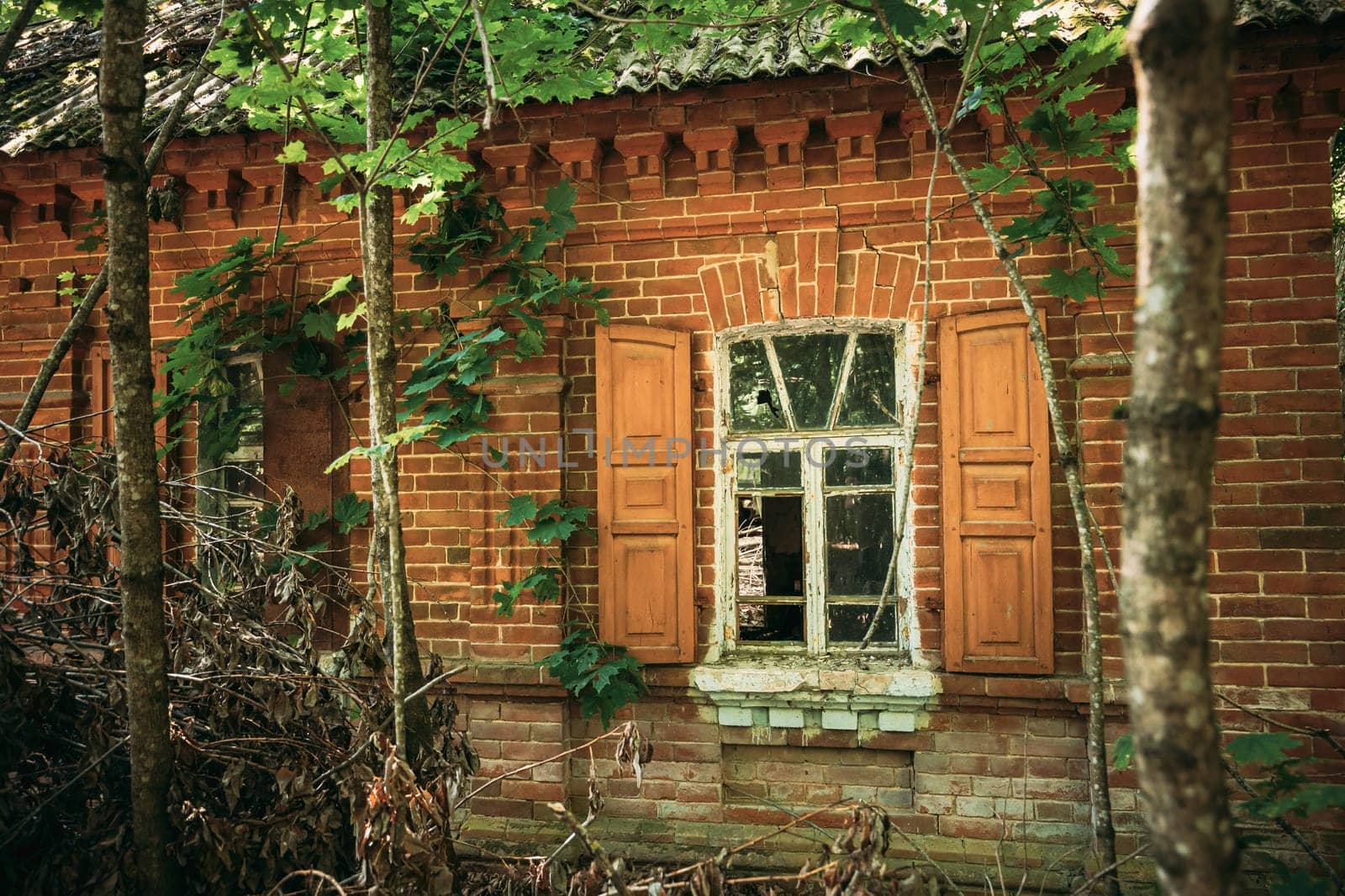 Belarus. Abandoned House Overgrown With Trees And Vegetation In Chernobyl Resettlement Zone. Chornobyl Catastrophe Disasters. Dilapidated House In Belarusian Village. Whole Villages Must Be Disposed.