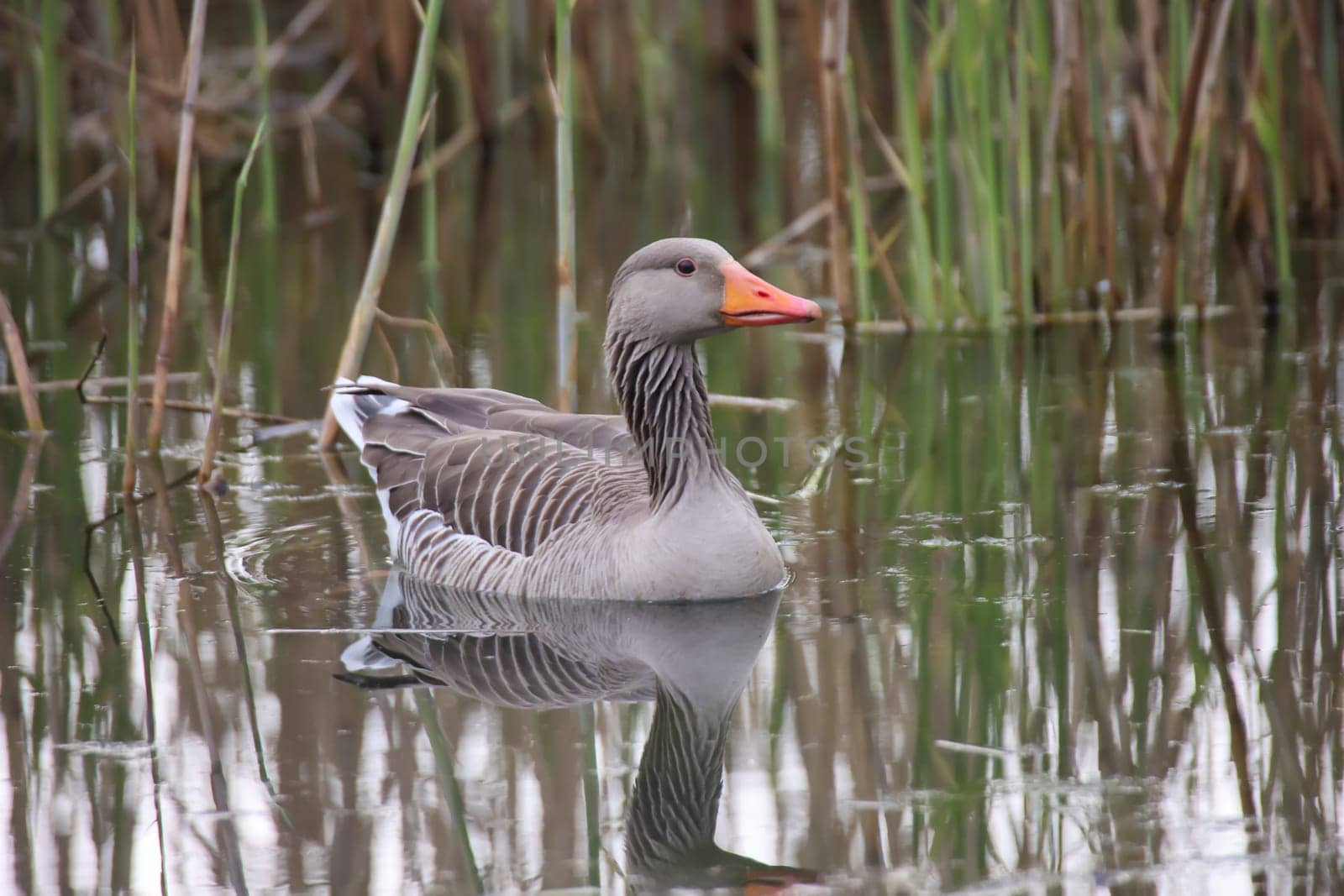 A gray goose swims on a pond in a village.