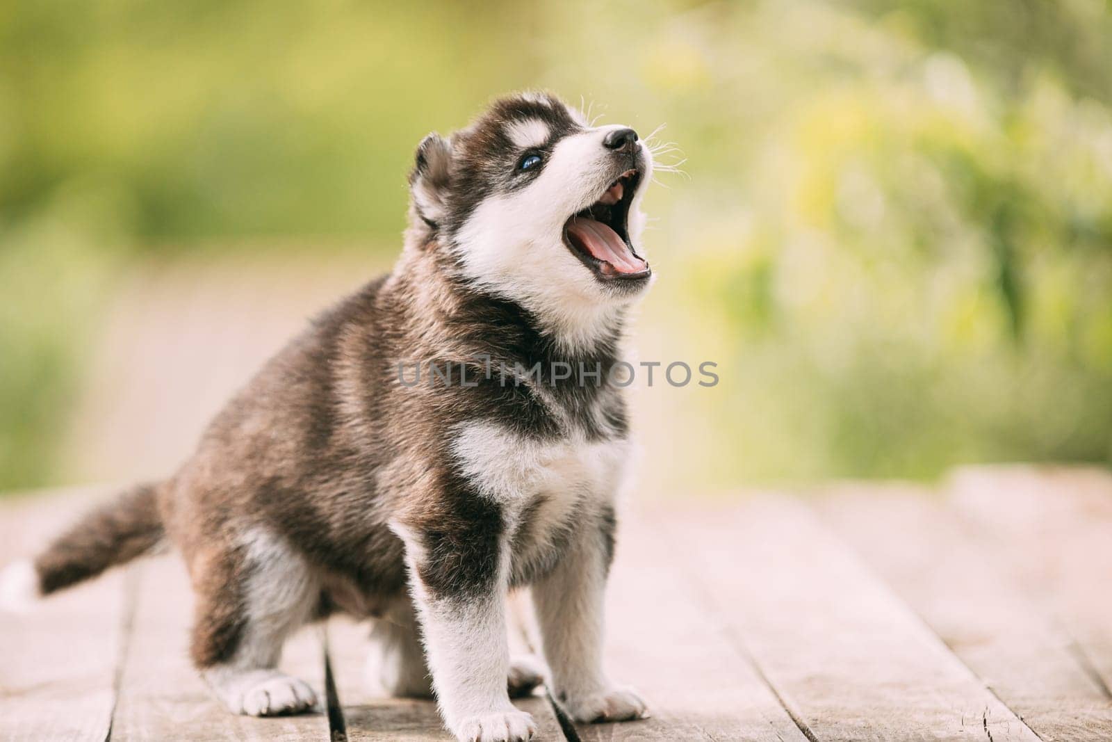 Four-week-old Husky Puppy Of White-gray-black Color Sitting On Wooden Ground And Yawning.