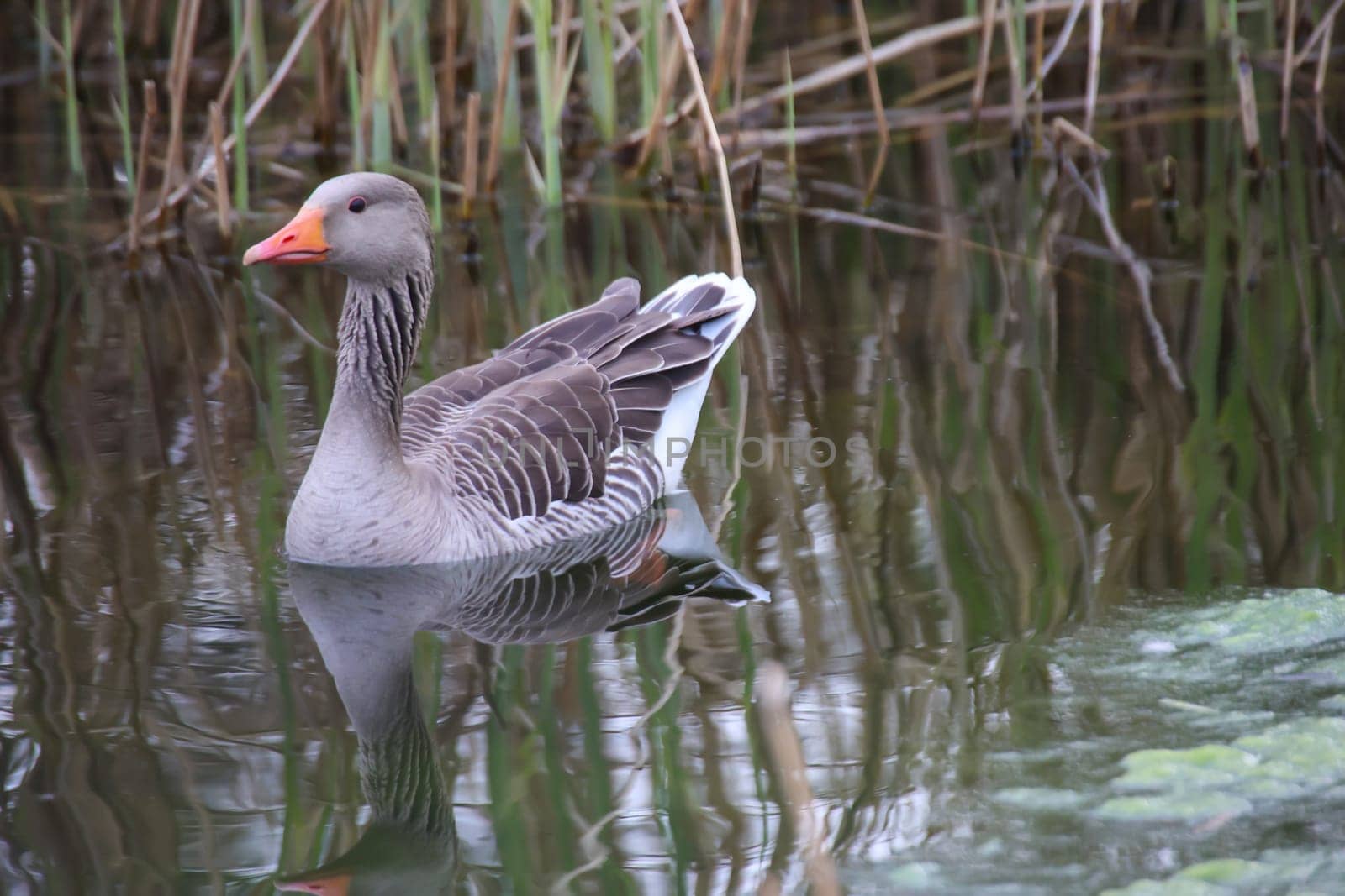 A gray goose swims on a pond in a village.