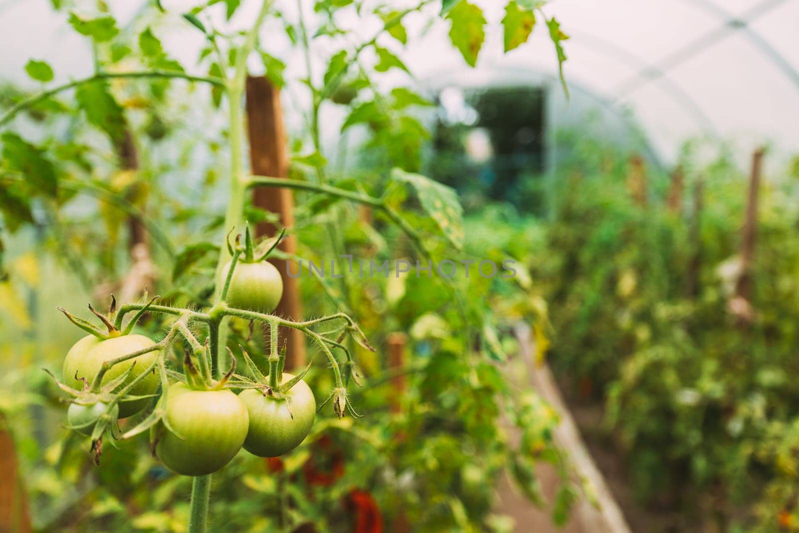 Bush Of Tomatoes Vegetables Growing In Raised Beds In Vegetable Garden Or Hothouse Or Greenhouse.