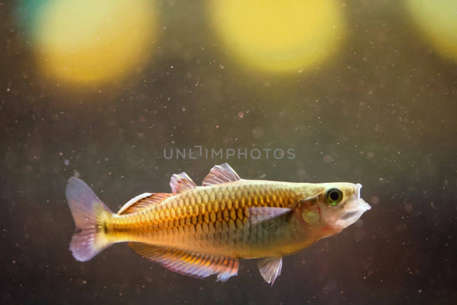 Close up of a fish in an aquarium.