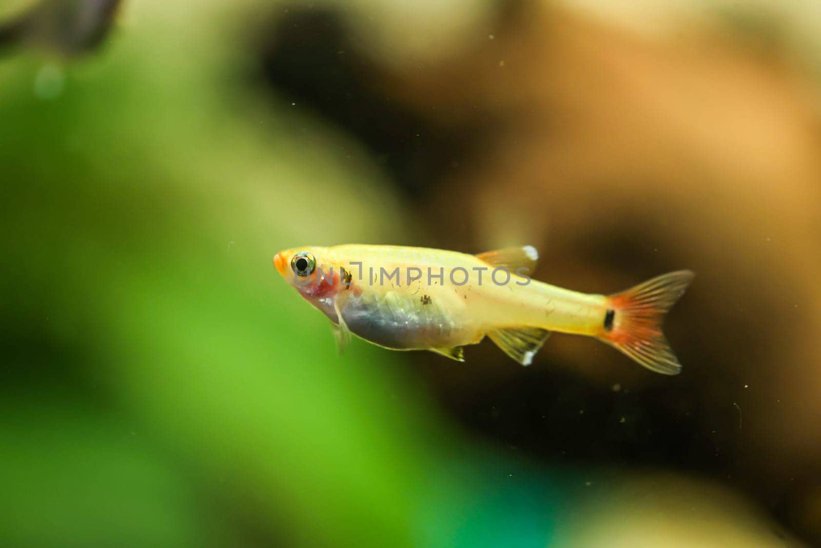 Close up of a fish in an aquarium.