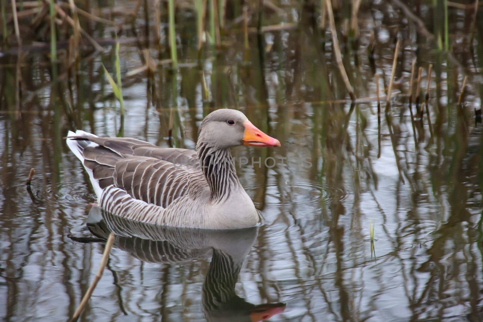 A gray goose swims on a pond in a village.