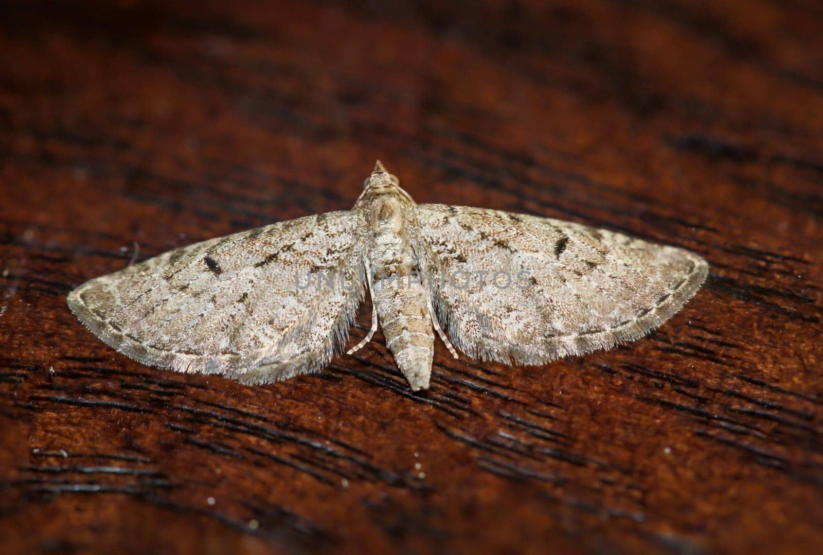 The great juniper flower moth (Eupithecia intricata) on a board.