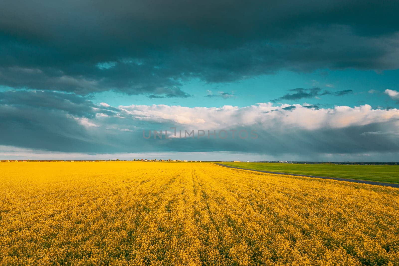 Aerial View Of Agricultural Landscape With Flowering Blooming Oilseed Field. Spring Season. Blossom Canola Yellow Flowers. Rainy Clouds Above Beautiful Rural Country Landscape.