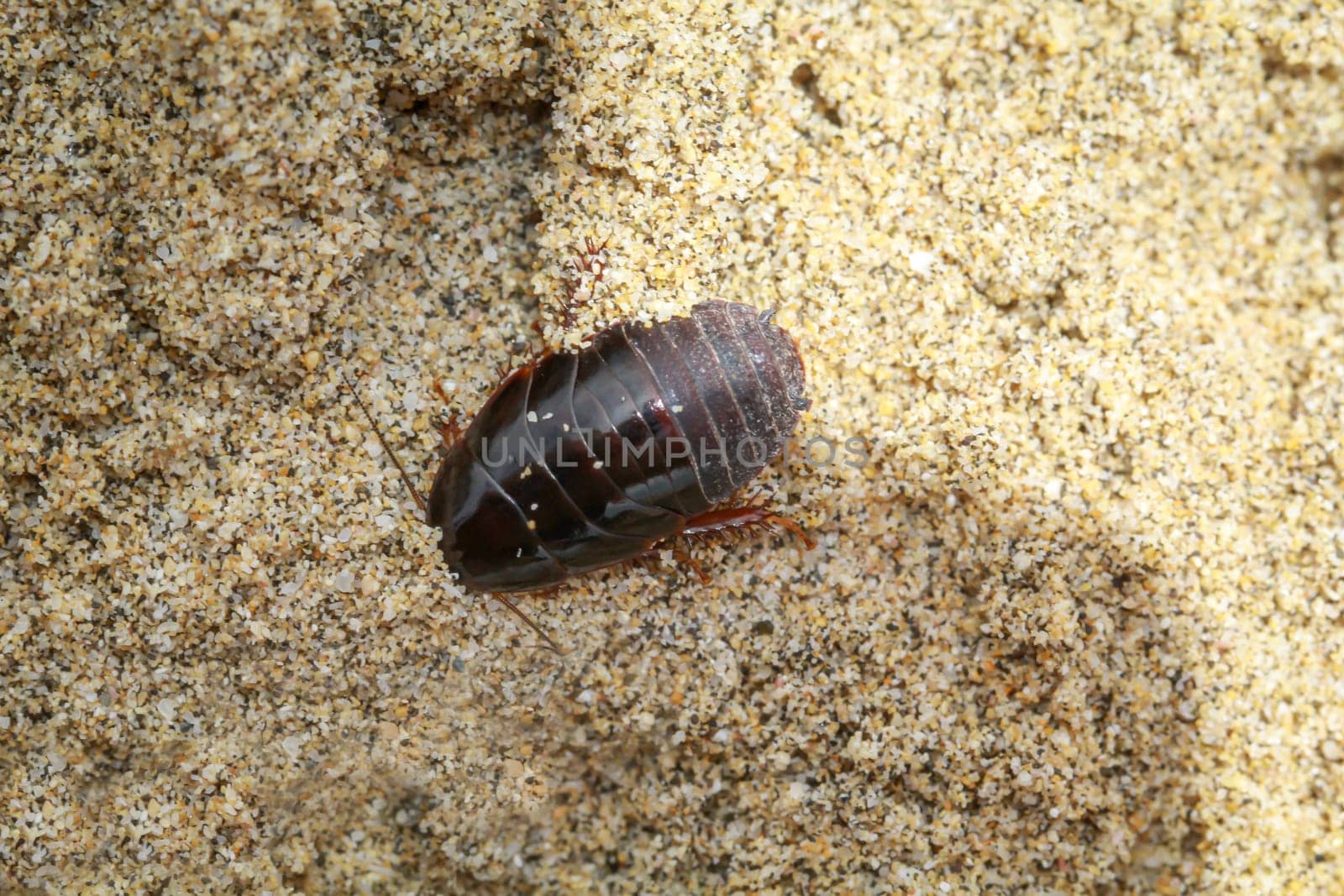 Close up of cockroach-like insect in sand.