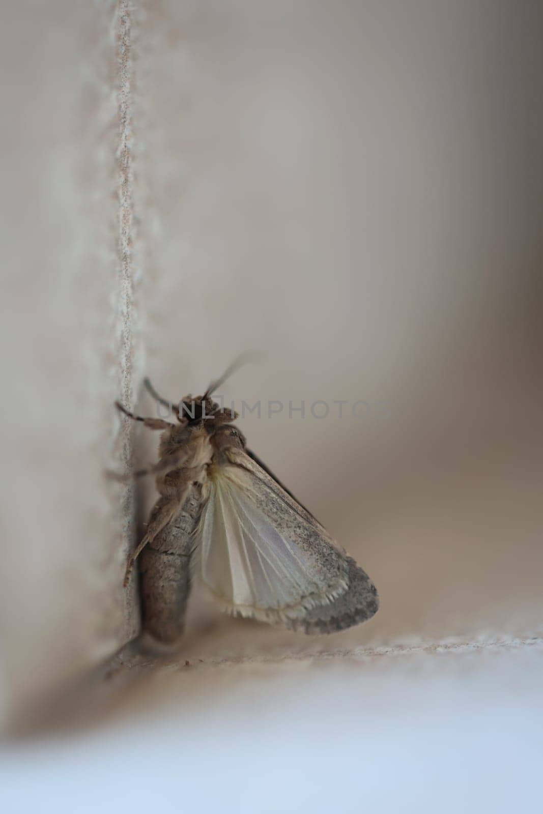 A butterfly on a house wall. They are found on Fuerteventura.