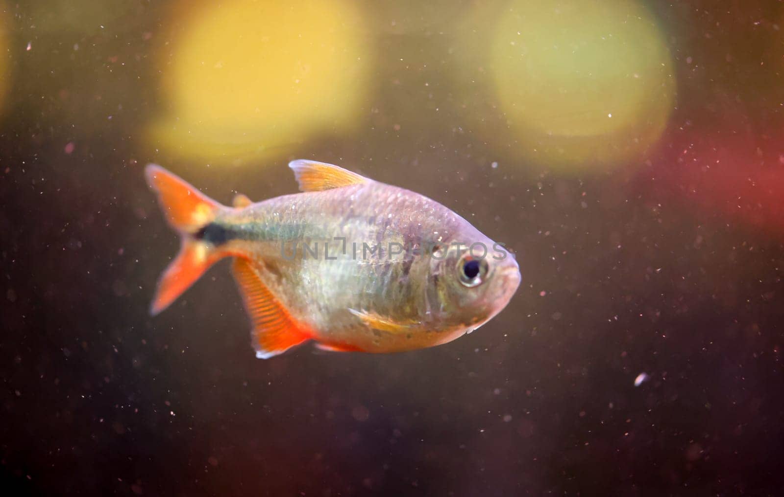 Close up of a fish in an aquarium.