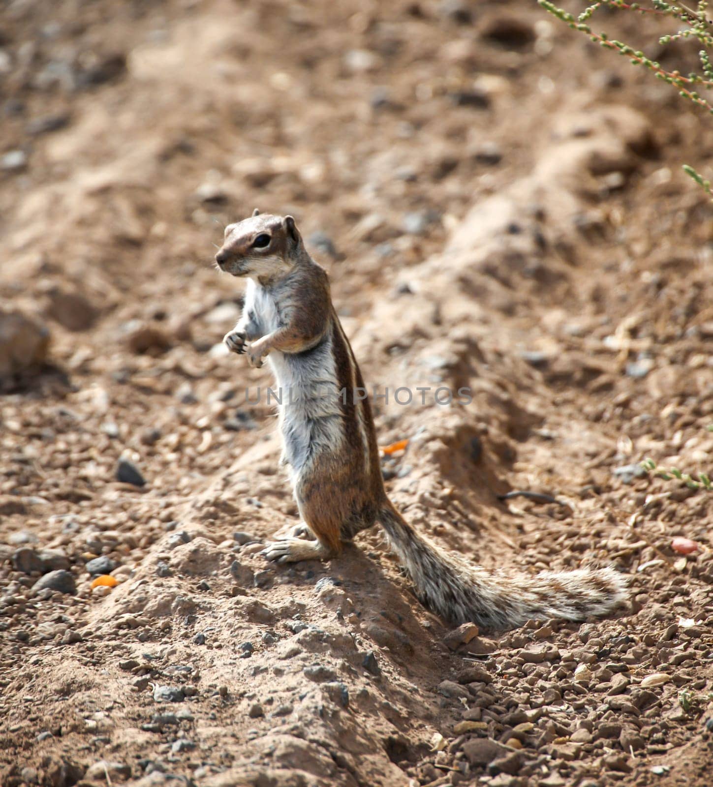 An old squirrel on the island of Fuerteventura.