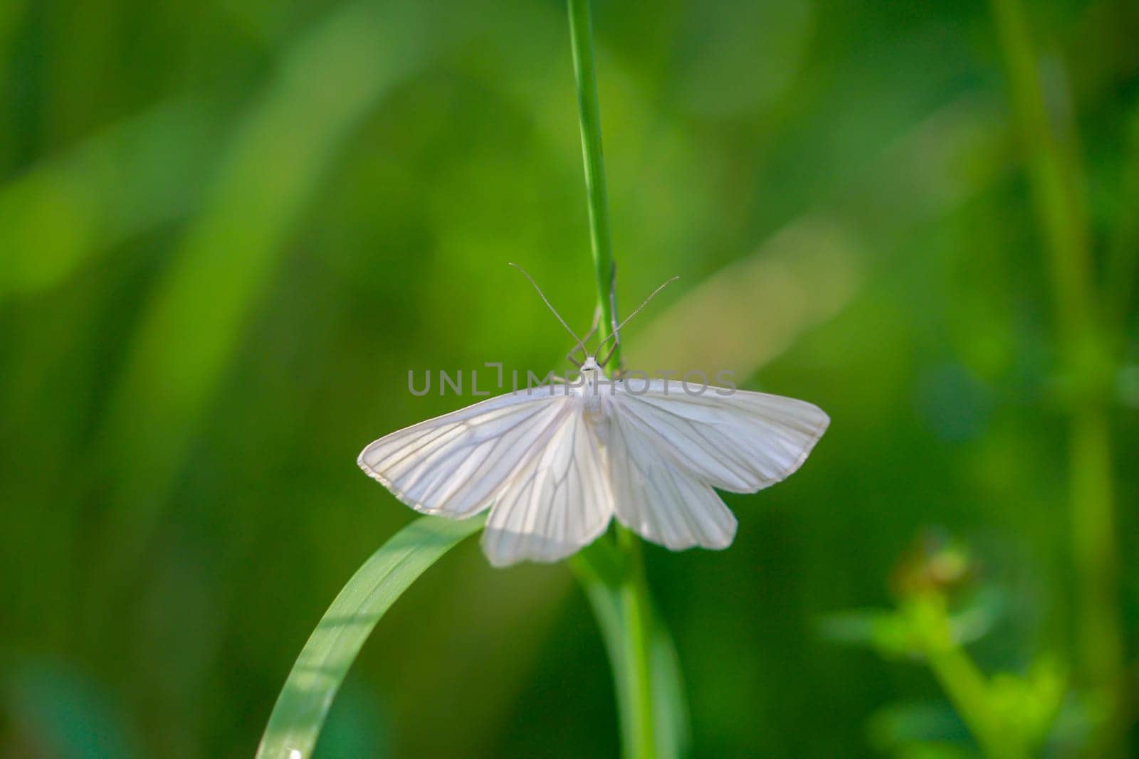A shy siona lineata, hartheu peeper on a blade of grass.